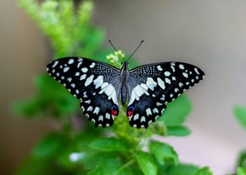 Metamorfosa Puasa : Berkah Kesusahan di Bulan Ramadhan