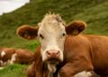 Hukum di Balik Qurban Nadzar
