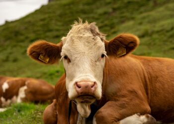 Hukum di Balik Qurban Nadzar