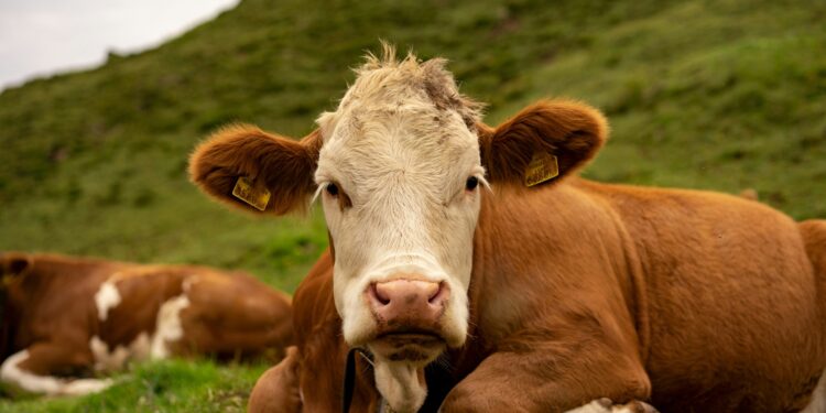 Hukum di Balik Qurban Nadzar