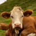 Hukum di Balik Qurban Nadzar