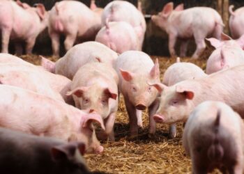 Fatwa MUI Tentang Peternakan Babi: Tegas Haramkan Usaha di Jepara