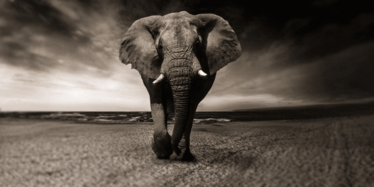 Dialog Abdul Muthallib Abrahah