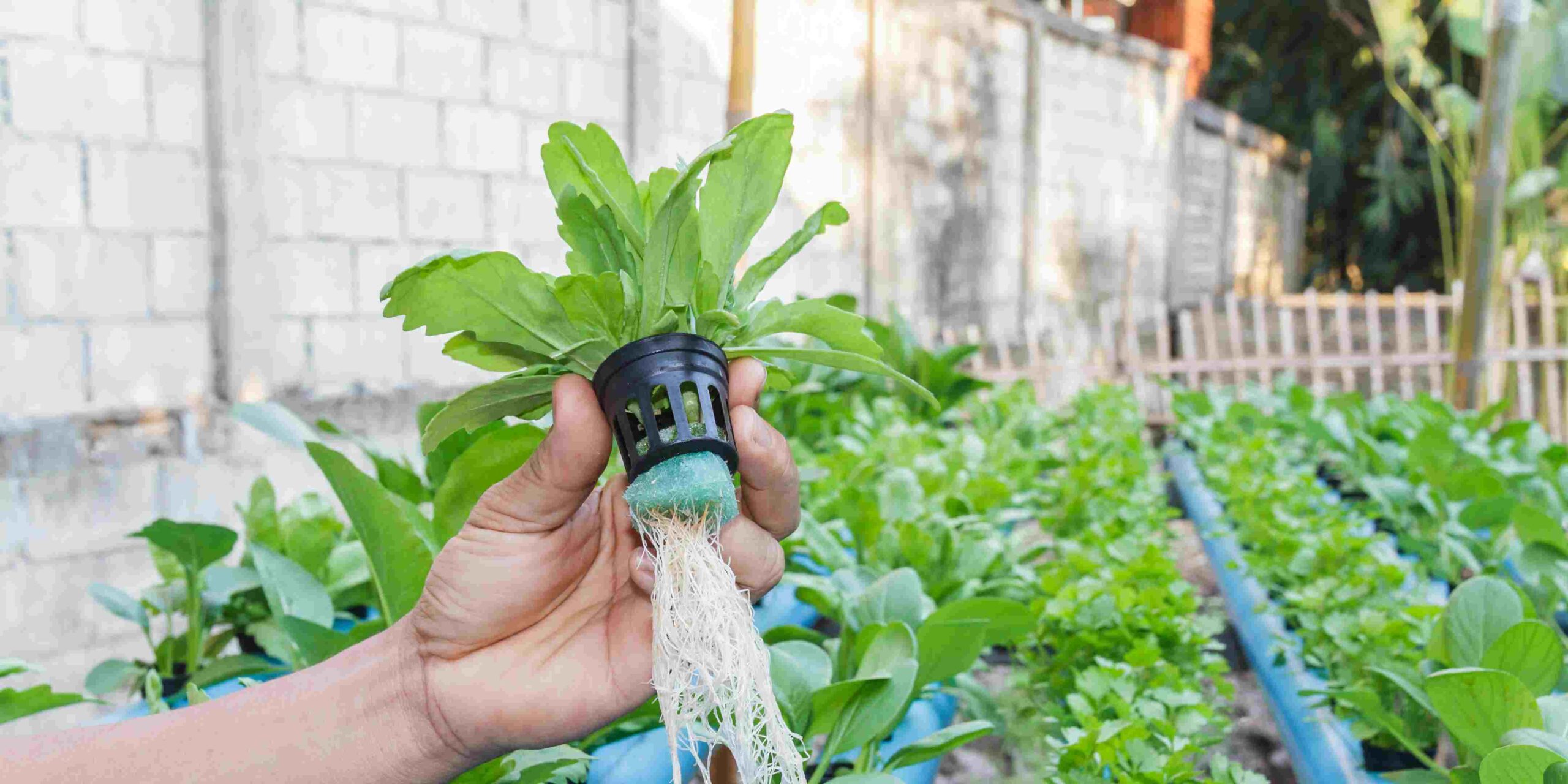 Ketahanan Ekonomi Warga Rifa’iyah di Krisis Global 2026