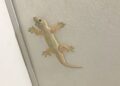 Kotoran Cicak di Tempat Salat, Haruskah Dibersihkan?