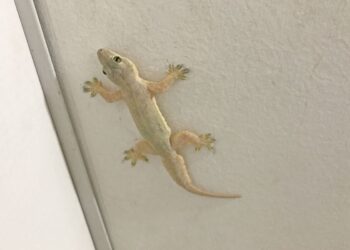 Kotoran Cicak di Tempat Salat, Haruskah Dibersihkan?