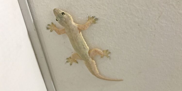 Kotoran Cicak di Tempat Salat, Haruskah Dibersihkan?